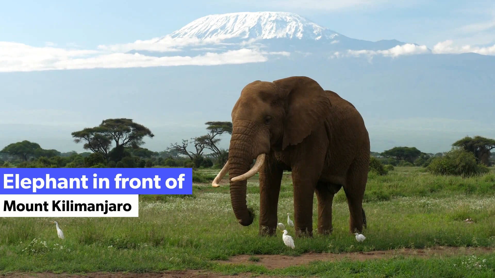 Elephant in front of Mount Kilimanjaro in Tanzania